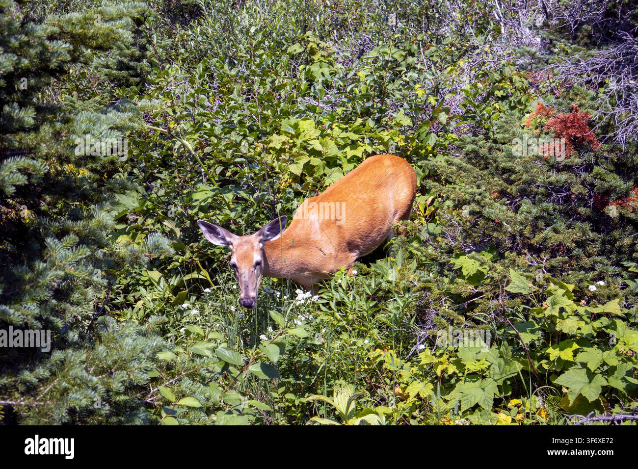 Cervo femmina al Glacier National Park Foto Stock