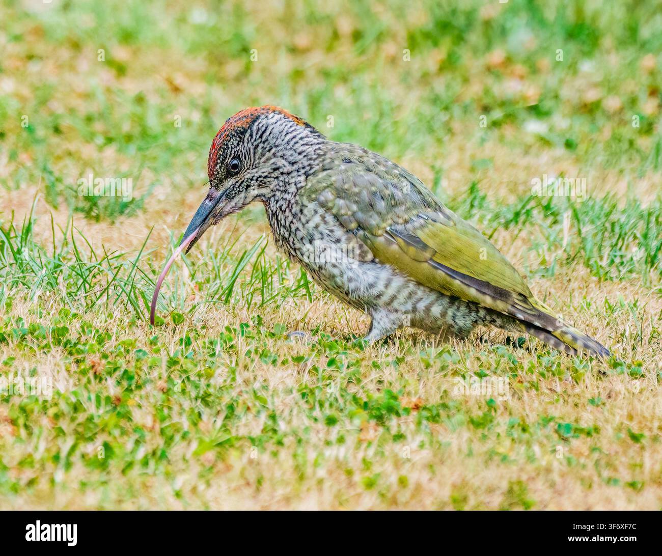 Pic verde & la sua lingua enorme! Foto Stock