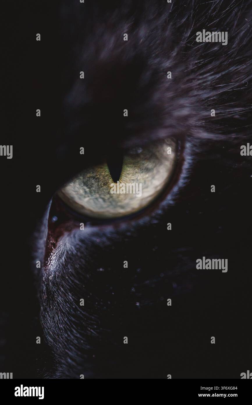 Prima vista drammatica dell'occhio di un gatto nero Foto Stock