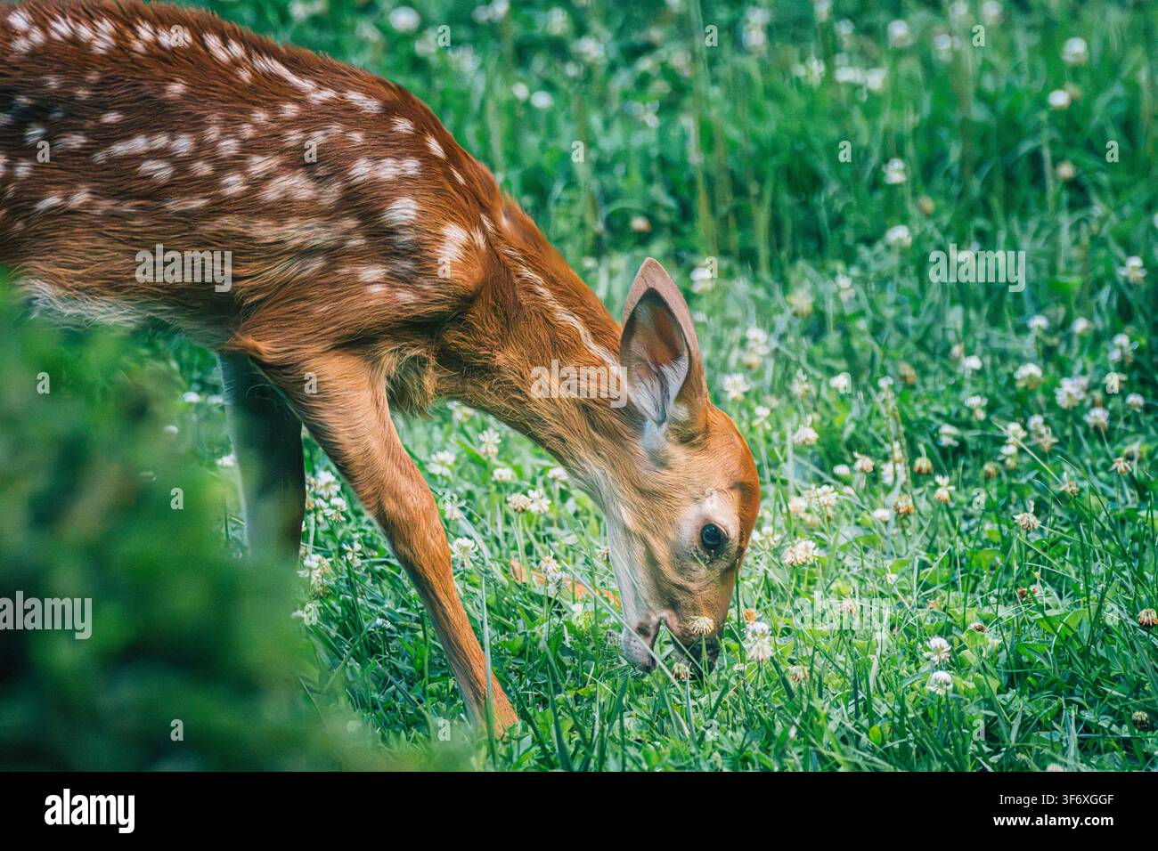 Giovane cerbiatto maculato che pascola in un campo verde Foto Stock