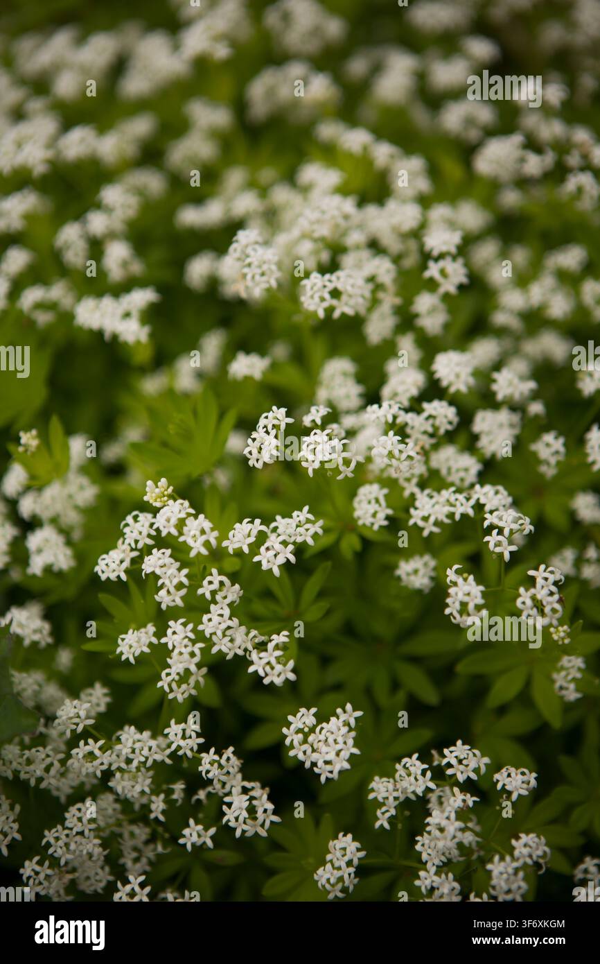 Delicate fiori bianchi di sweet woodruff in fiore Foto Stock