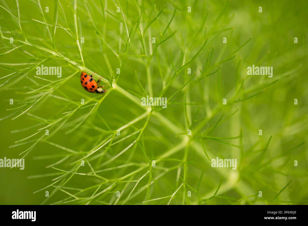 Una coccinella rossa striscia su una pianta di finocchio verde Foto Stock