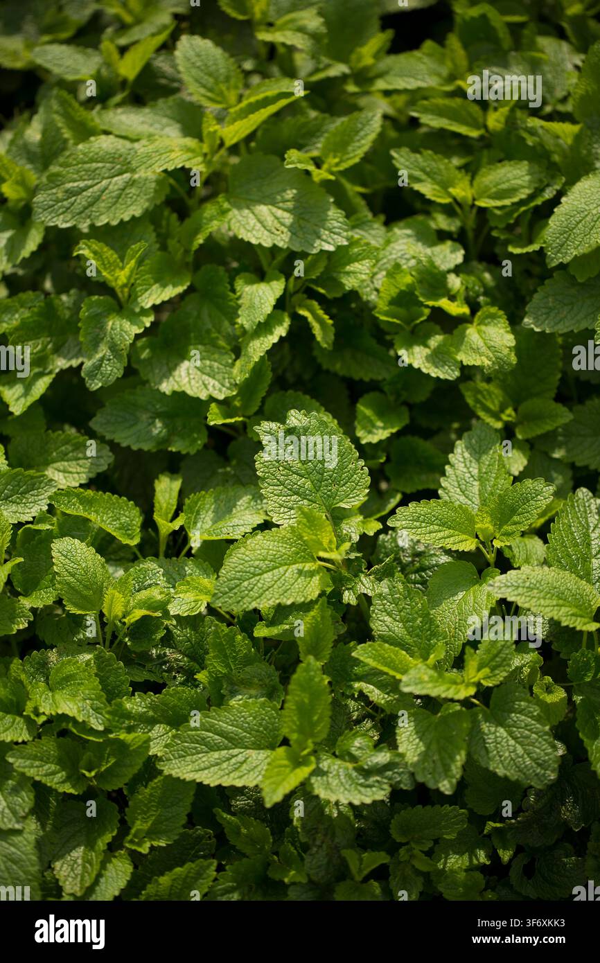 Close up di foglie fresche di melissa verde Foto Stock