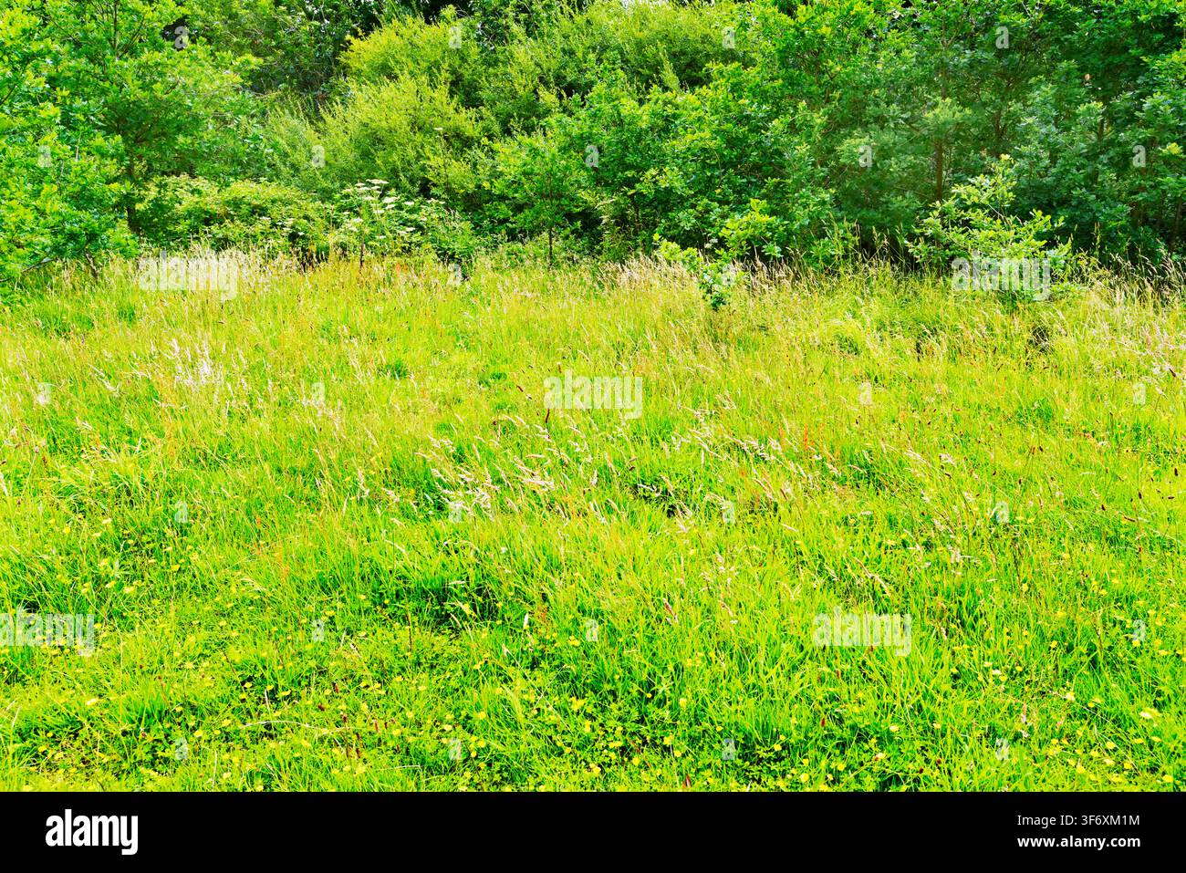 Una vista estiva di un prato selvatico fertile con erba alta e fiori selvatici che crescono senza intervento o limitazione. Foto Stock