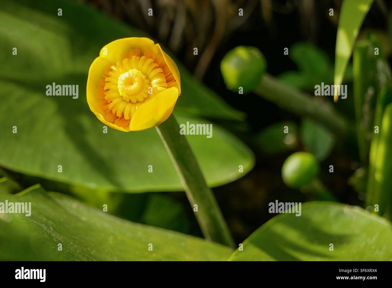 Primo piano di un fiore di ninfea gialla che sboccia in uno stagno tranquillo circondato da foglie verdi rigogliose. Piante acquatiche, flora paludosa, bellezza botanica e Foto Stock