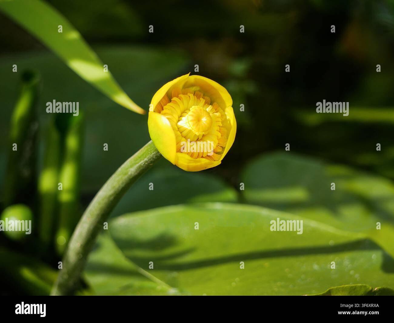 Primo piano di un fiore di ninfea gialla che sboccia in uno stagno tranquillo circondato da foglie verdi rigogliose. Piante acquatiche, flora paludosa, bellezza botanica e Foto Stock
