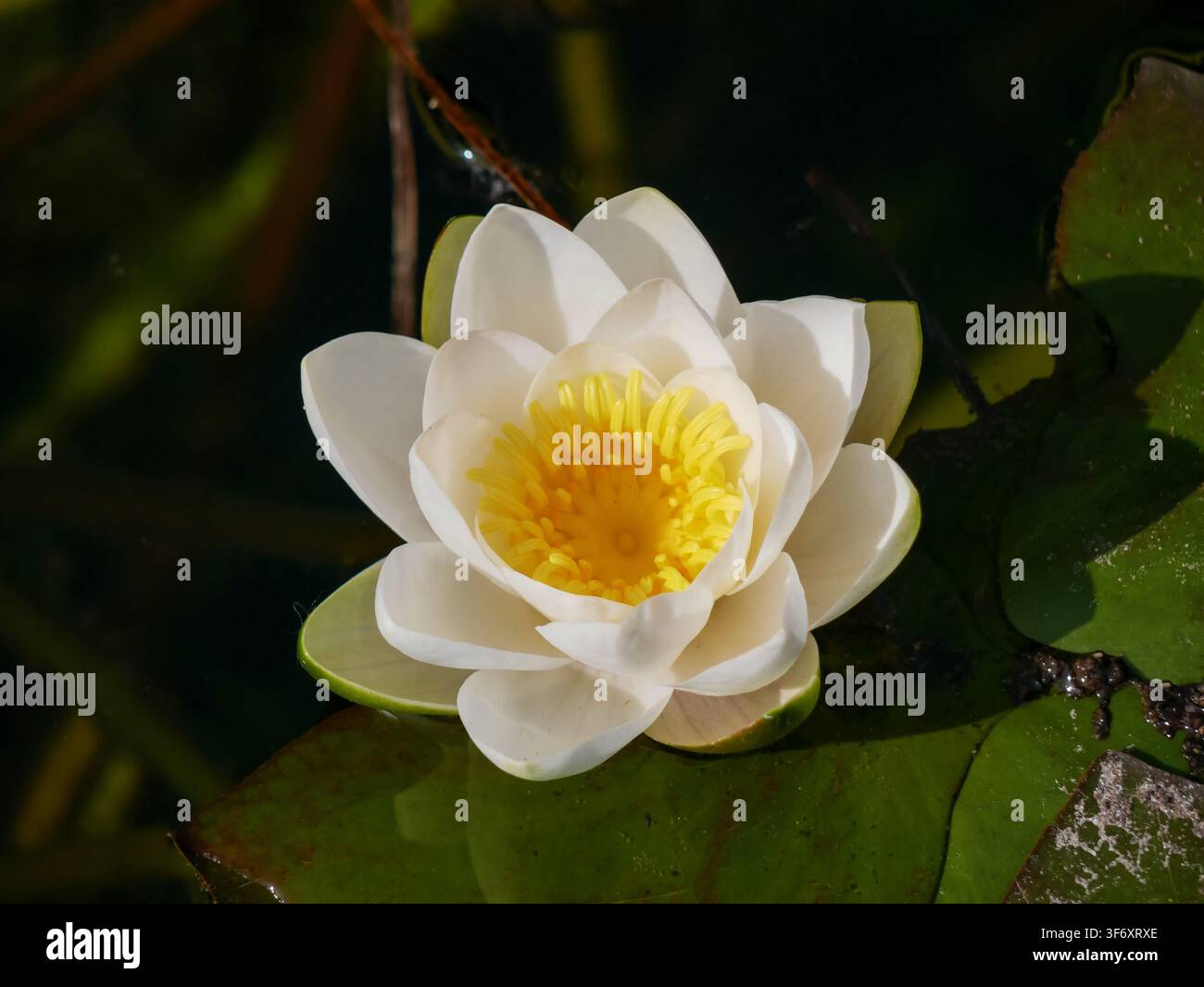 Primo piano di un fiore di ninfea bianca in fiore su uno stagno calmo circondato da foglie di ninfea verdi. Elegante fiore acquatico con centro giallo brillante nella natu Foto Stock