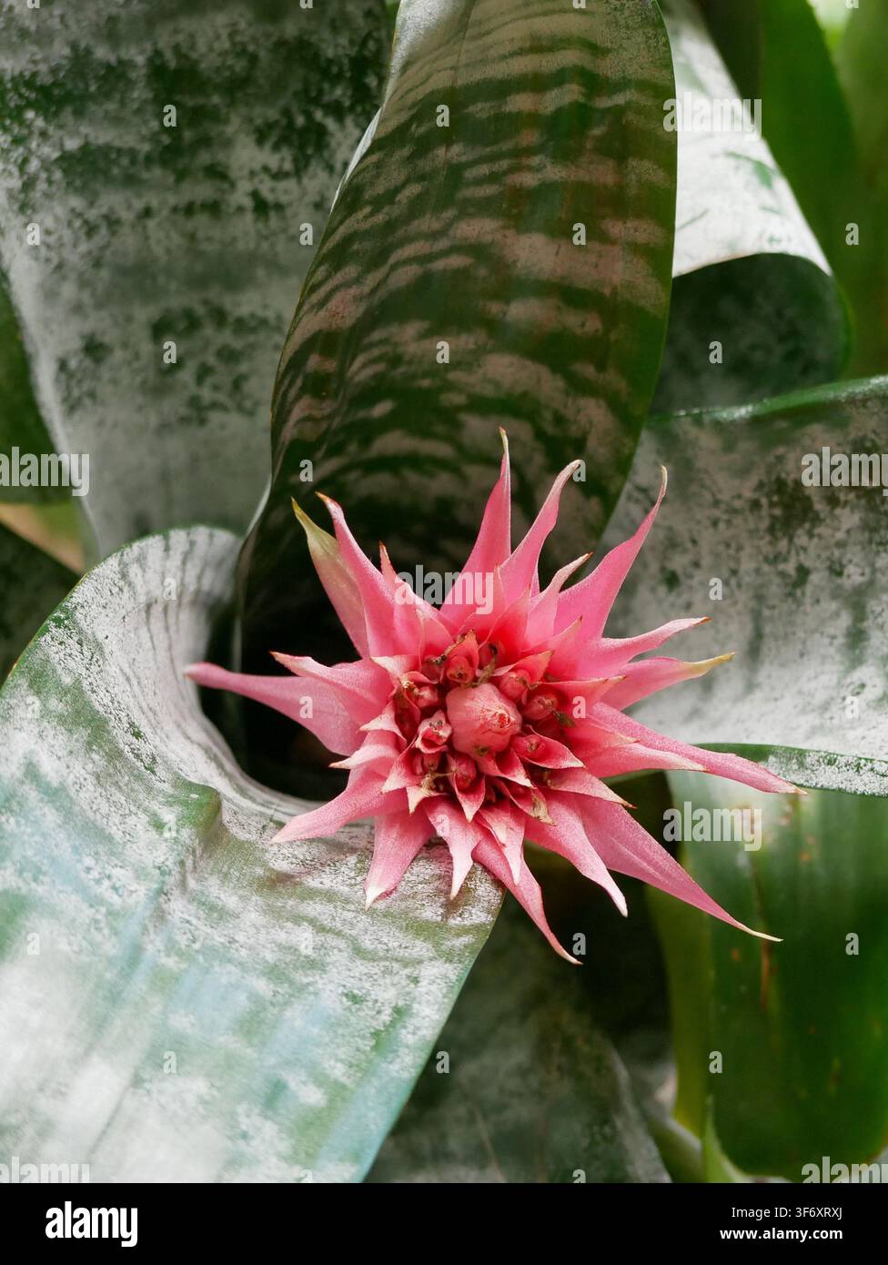 Prima vista di un fiore di bromelia rosa che sboccia tra una vegetazione verde lussureggiante. Pianta tropicale esotica con fiore a forma di stella vibrante e foglie strutturate Foto Stock