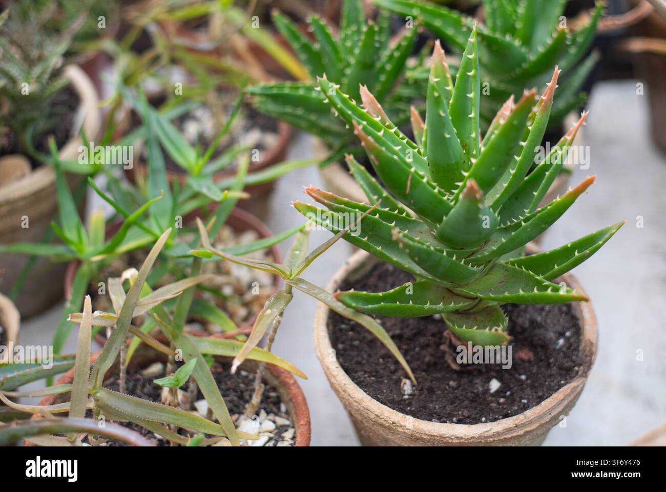 Primo piano di una succulenta aloe vera sana che cresce in un vaso di terracotta circondata da varie succulente in vaso. La luce naturale mette in risalto le foglie verdi e spesse con bordi seghettati, creando un concetto botanico fresco e di giardinaggio indoor. Foto Stock