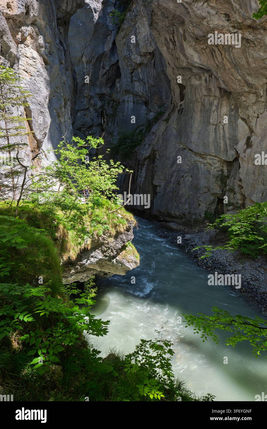 Gola dell'Aare, Svizzera, 23 maggio 2026. Prospettiva ad angolo alto che mostra il fogliame verde che incornicia le acque glaciali impetuose del fiume Aare mentre scava Foto Stock