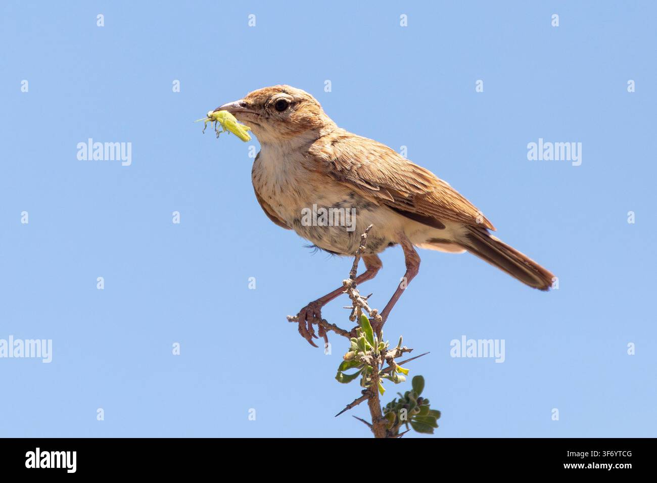 Allodola color fawn (Calendulauda africanoides) con preda di cavalletta, Parco transfrontaliero Kgalagadi, Kalahari, Capo Settentrionale, Sudafrica Foto Stock