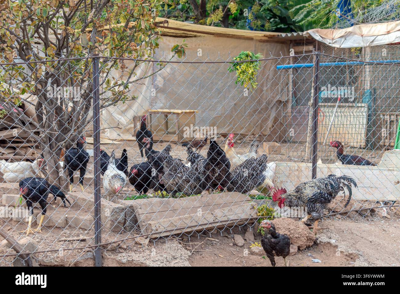 Polli e galli domestici in un recinto recintato con rete metallica in un cortile rurale mediterraneo. Scena autentica di allevamento di pollame ad Alanya, Turchia Foto Stock