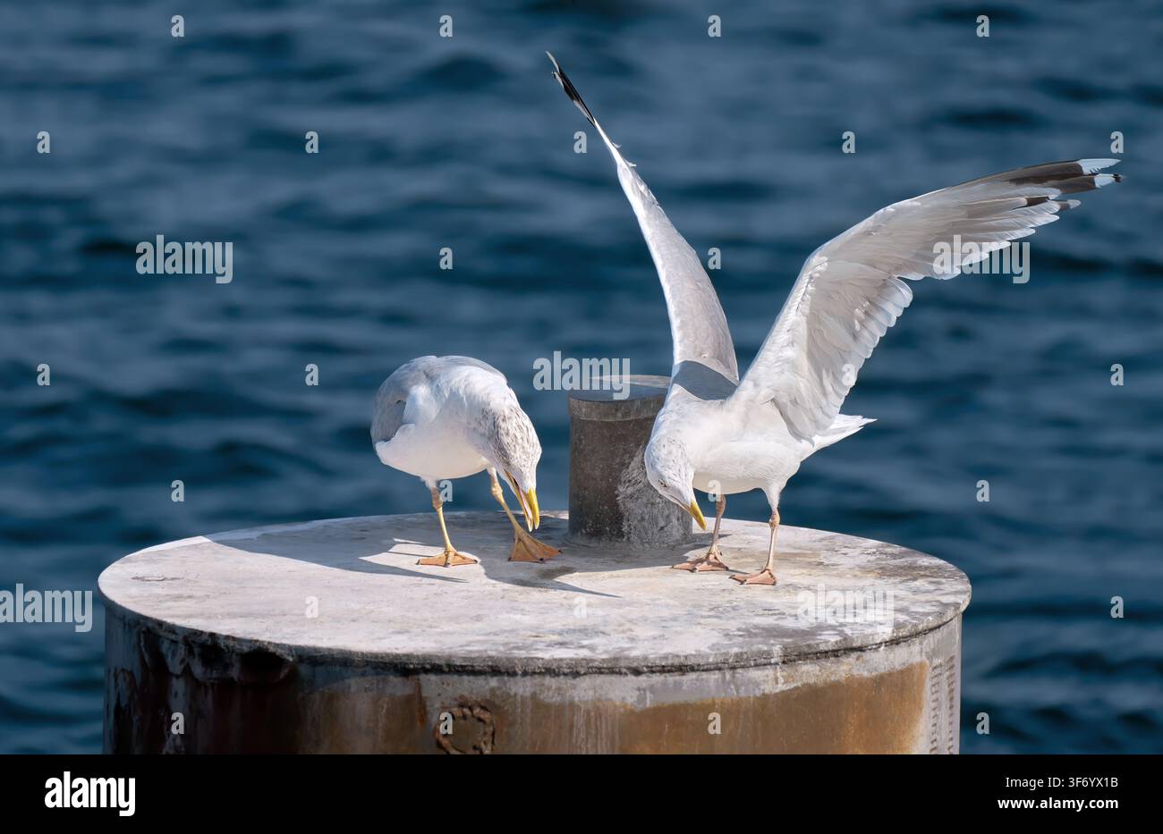 Due gabbiani su un vecchio palo di metallo davanti al mare blu Foto Stock