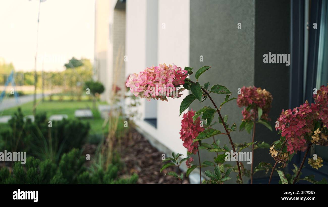 Fiori di ortensia rosa che decorano l'esterno di un edificio moderno con una progettazione del paesaggio verde e un cielo aperto Foto Stock