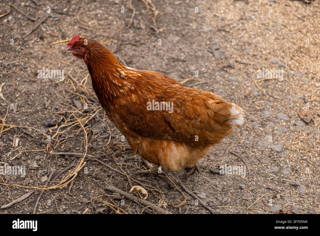 Pollo marrone dorato esplora un terreno naturale all'aperto in un pollaio tradizionale di campagna, rappresentando pratiche di allevamento di pollame sostenibili e organi Foto Stock