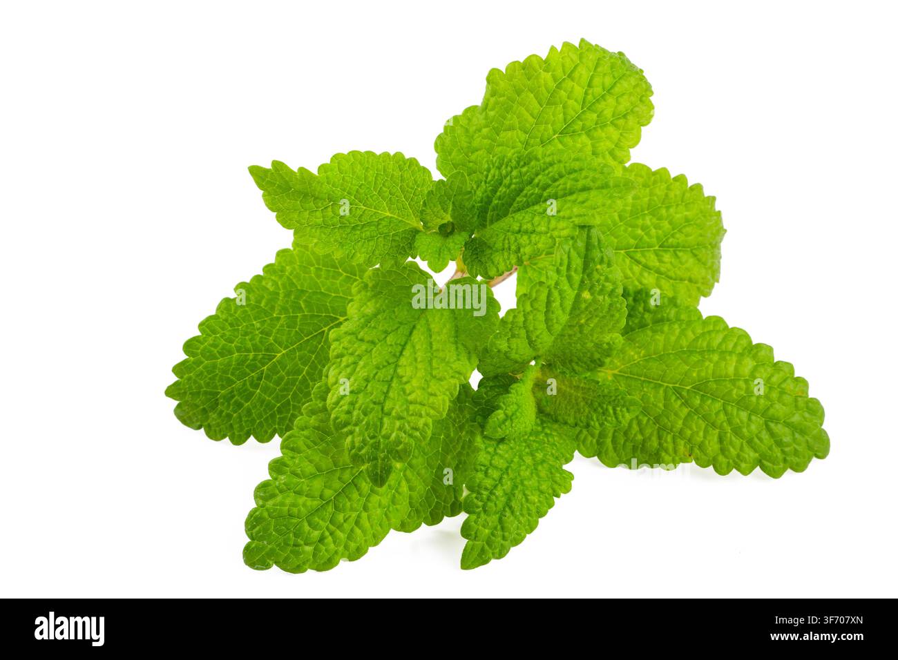 Fresche foglie di melissa officinale (Melissa officinalis) isolate su sfondo bianco Foto Stock