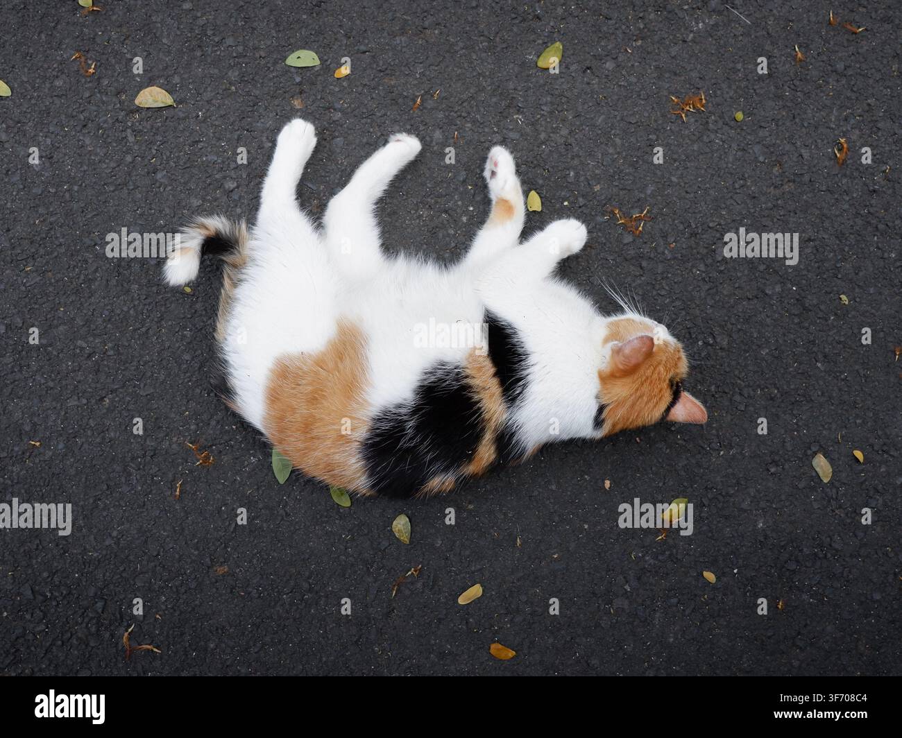 Un gatto calico rotola a terra mentre gioca fuori nel pomeriggio Foto Stock