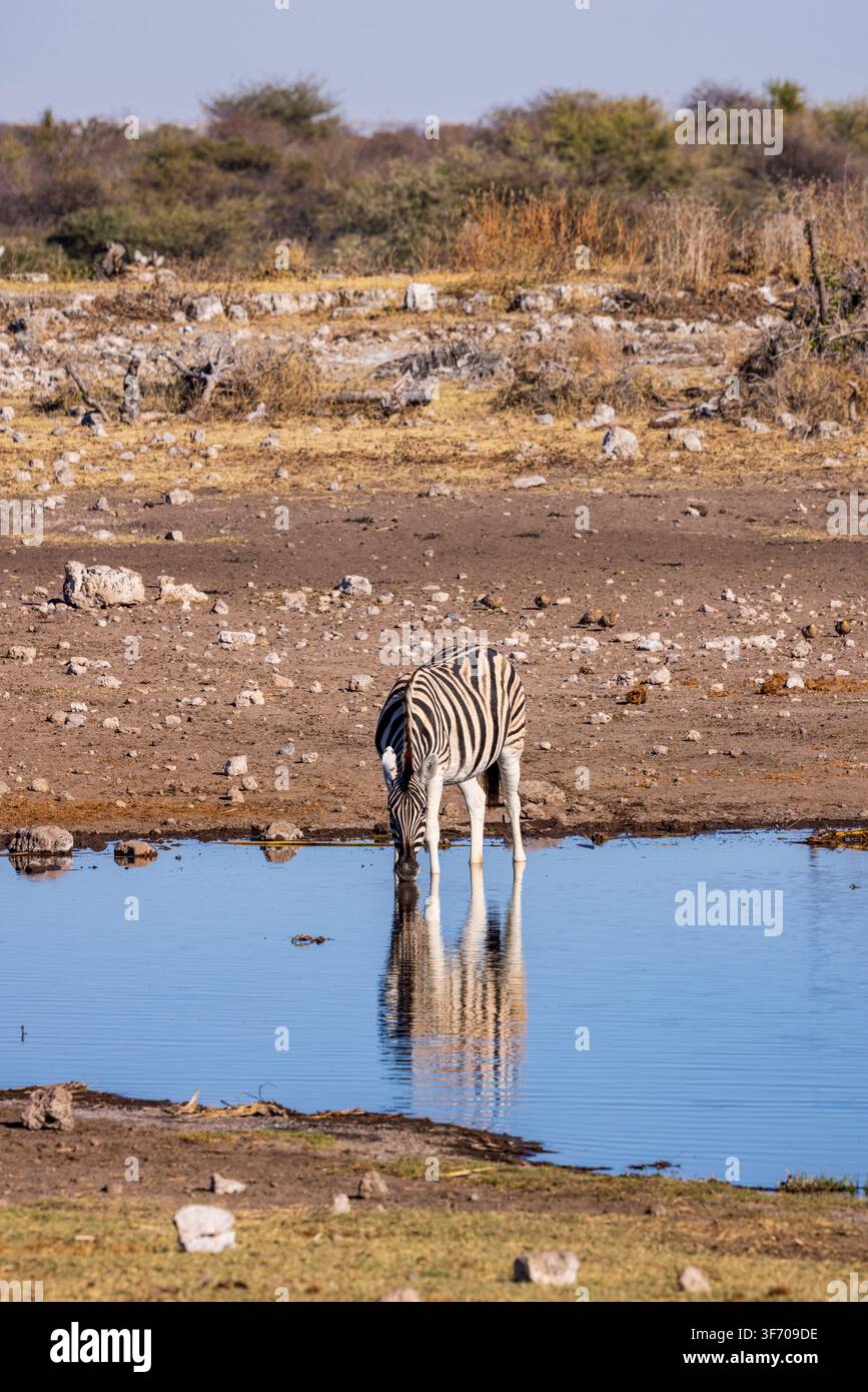 Una zebra della savana che beve a una pozza d'acqua nel Parco Nazionale di Etosha, Namibia, Africa Foto Stock