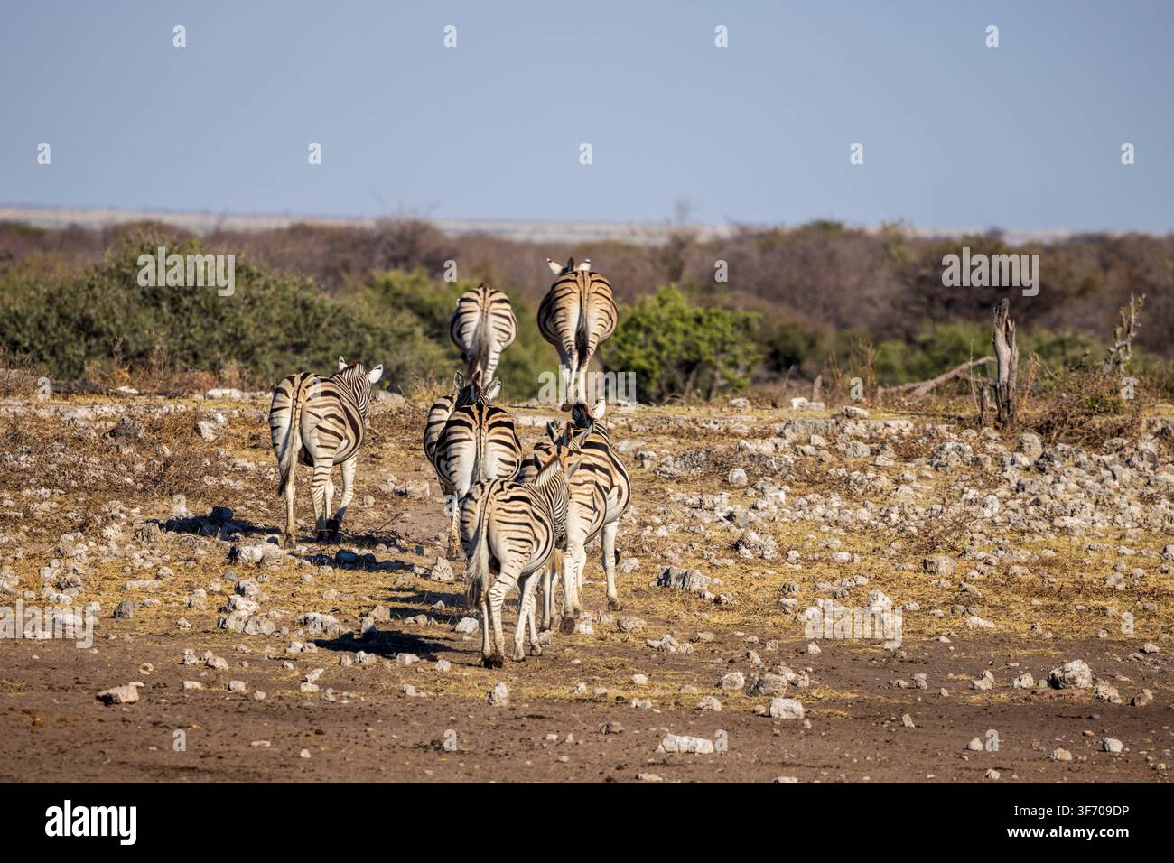 Zebre che lasciano un abbeveratoio nel Parco Nazionale di Etosha, Namibia, Africa Foto Stock