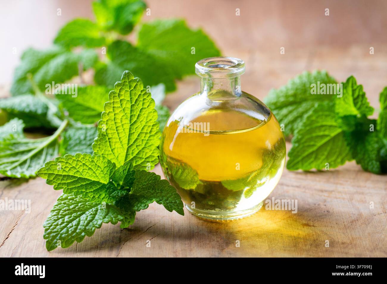 Olio essenziale di melissa citronata in una bottiglia di vetro con foglie di melissa fresche su tavolo di legno Foto Stock