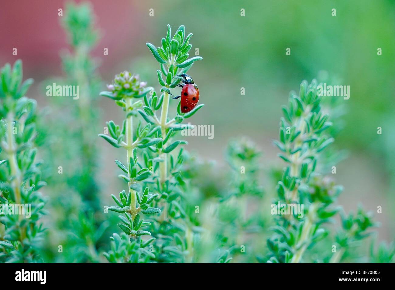 Una coccinella che si arrampica su una pianta verde che presto fiorirà in un giardino greco sull'isola di Corfù Foto Stock