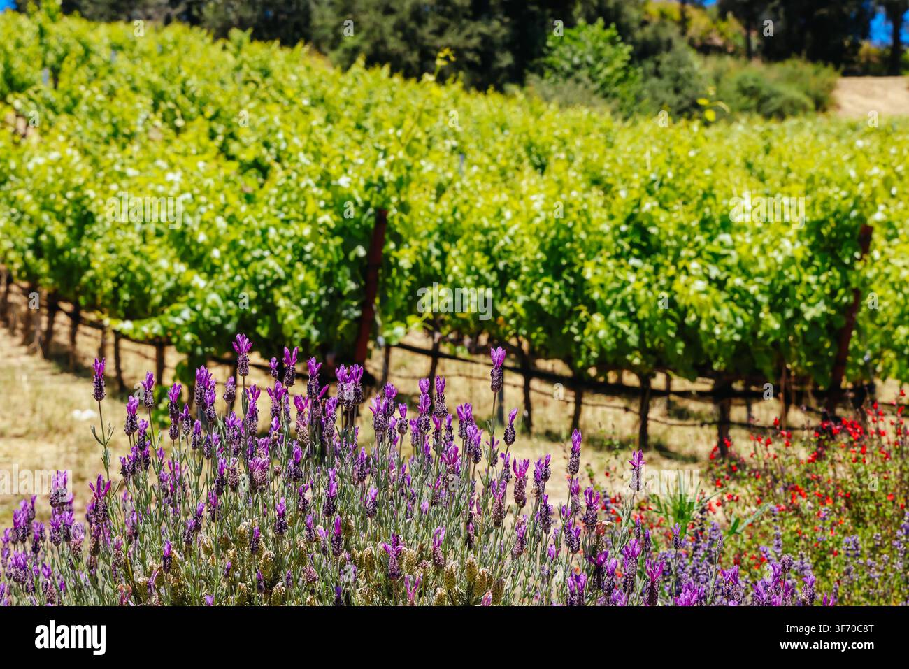 File di vigneti e lavanda in fiore al Big Basin Vineyards a Boulder Creek in California Foto Stock