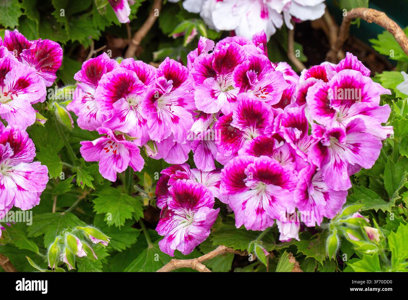 Fiori vivaci di geranio reale rosa (Pelargonium grandiflorum) con centri viola scuro Foto Stock