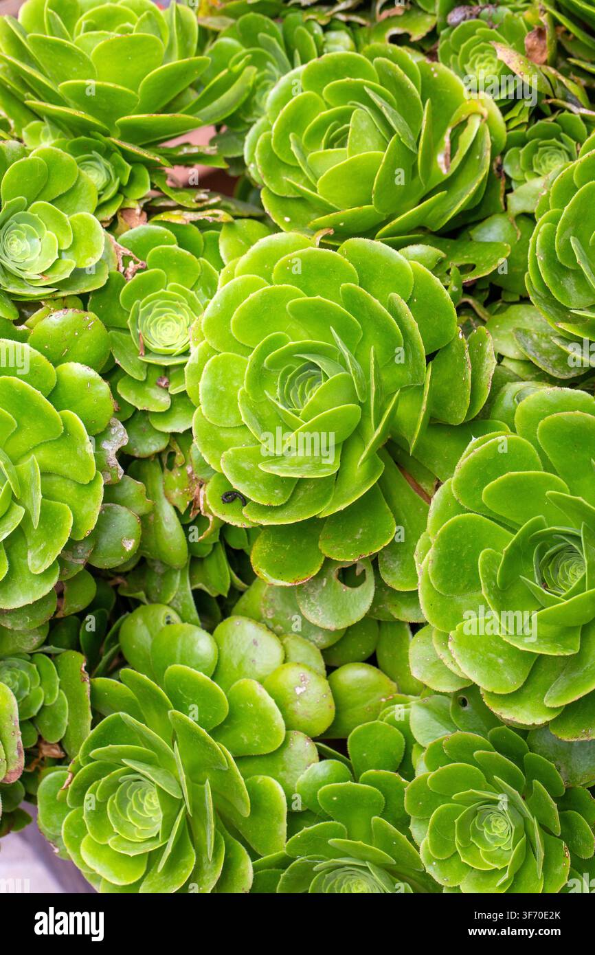 Vista macro della succulenta Aeonium Canariense verde con foglie a rosetta simili a rose Foto Stock