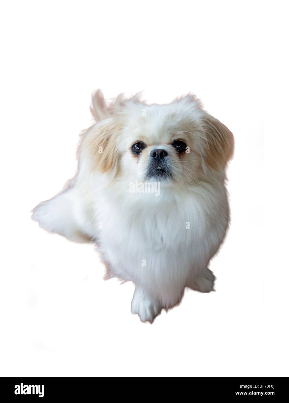 Simpatico cane pechinese bianco isolato su sfondo bianco che guarda l'obiettivo Foto Stock
