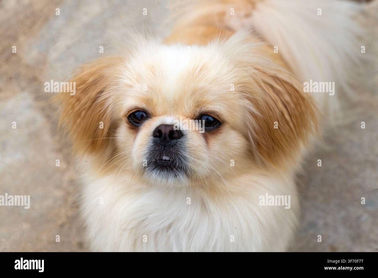 Adorabile ritratto di cane Pekinese con pelo soffice che guarda curiosamente la fotocamera Foto Stock