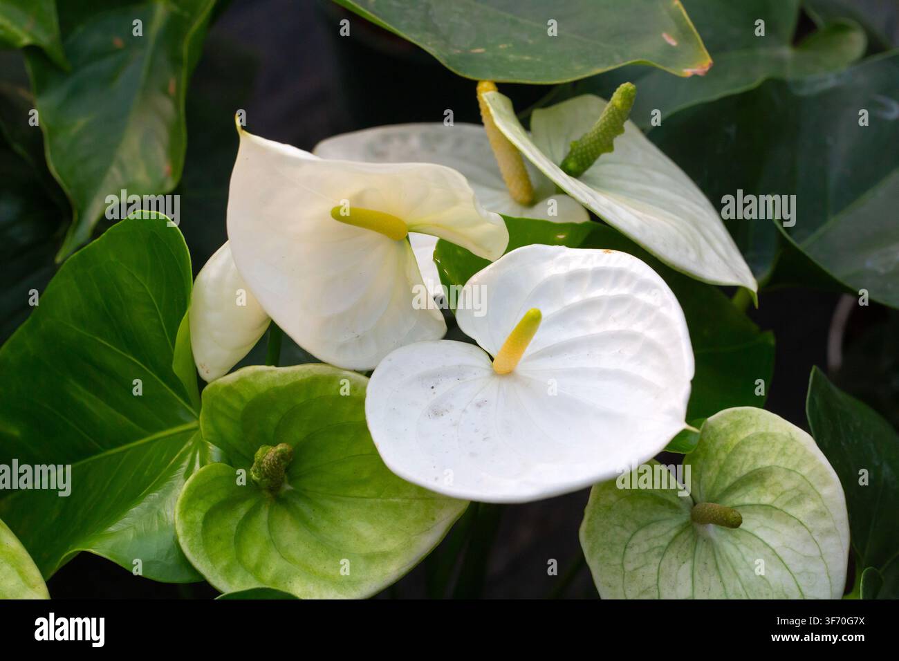 Eleganti fiori di anthurium bianco con spadice giallo e foglie verdi lussureggianti Foto Stock