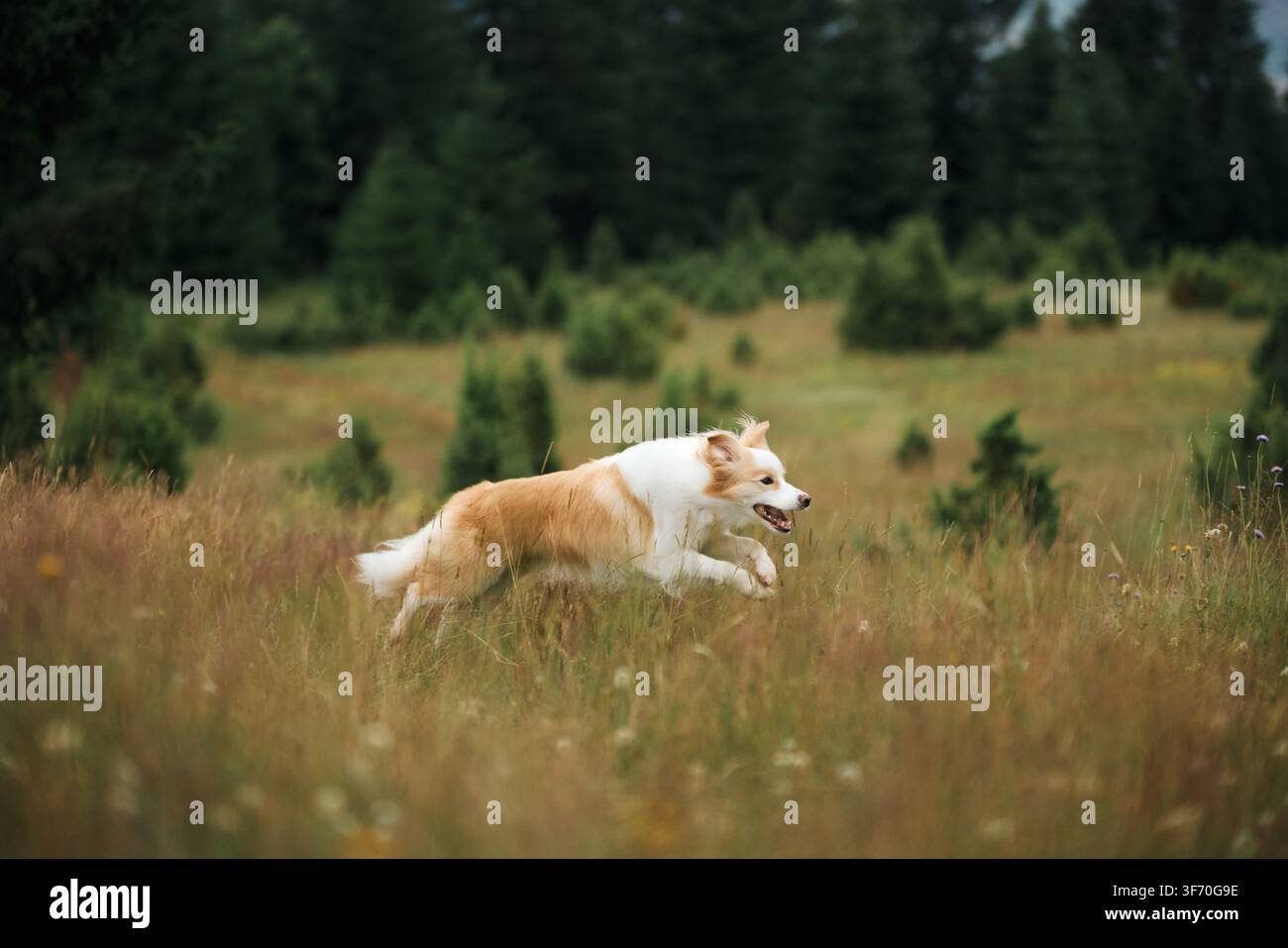 Un Border Collie galoppa tra l'erba alta con le zampe distese. La messa a fuoco nitida cattura il cane a metà corsa in un movimento perfetto. Foto Stock