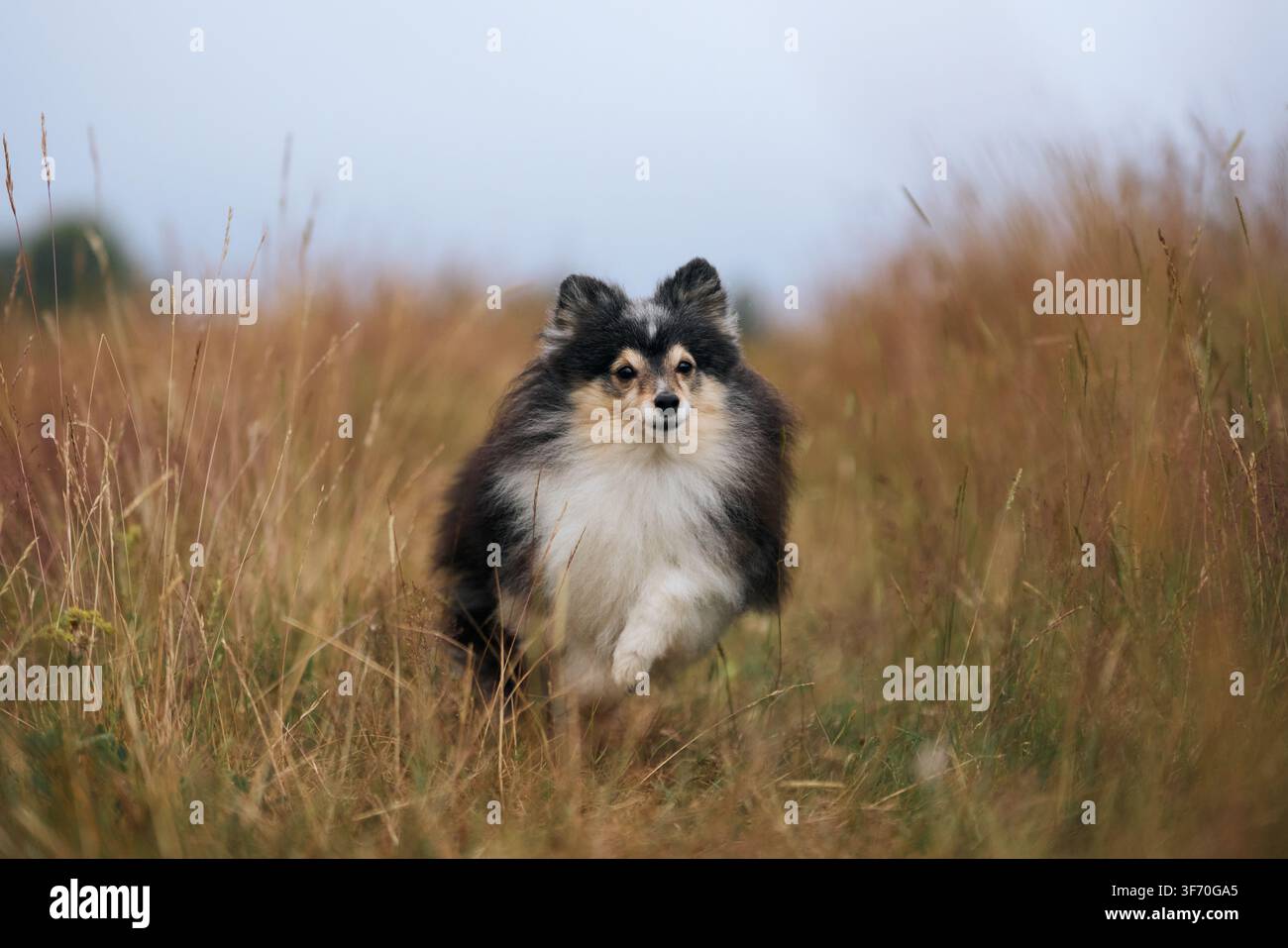 Uno Sheltie corre attraverso l'erba alta sotto un cielo blu soffice, dirigendosi verso la fotocamera. I colori chiari dello sfondo contrastano con il pelo scuro del cane. Foto Stock