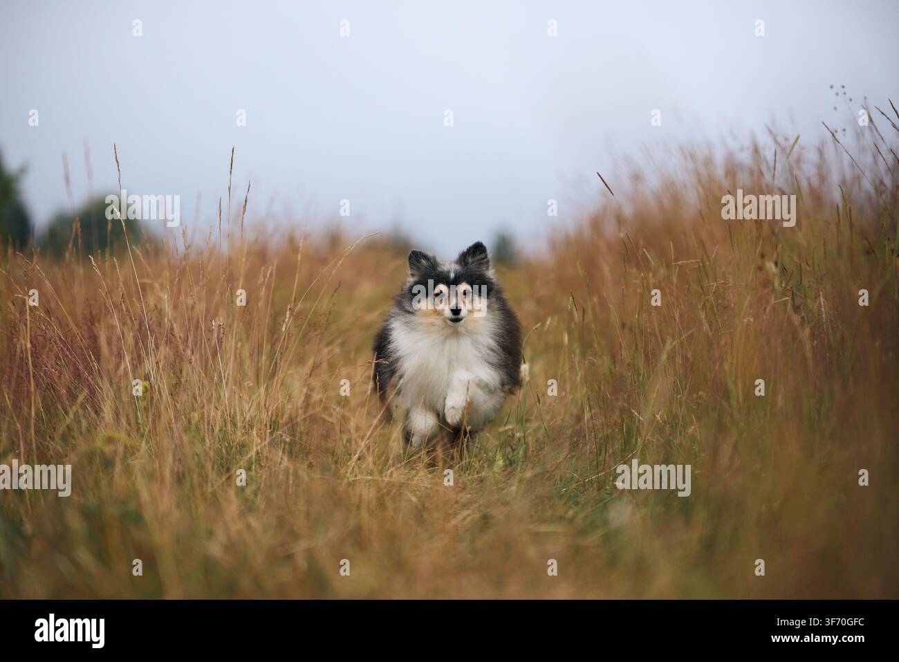 Un Shetland Sheepdog corre energicamente verso la fotocamera attraverso l'erba secca. La sfocatura del movimento sullo sfondo enfatizza la velocità e l'azione gioiosa. Foto Stock