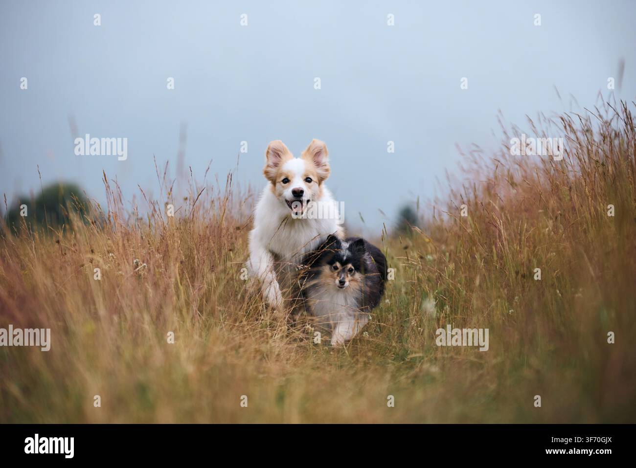I due cani camminano lentamente lungo un sentiero attraverso l'erba marrone sotto un cielo sereno. Il loro passo calmo e il linguaggio del corpo suggeriscono fiducia e familiarità. Foto Stock