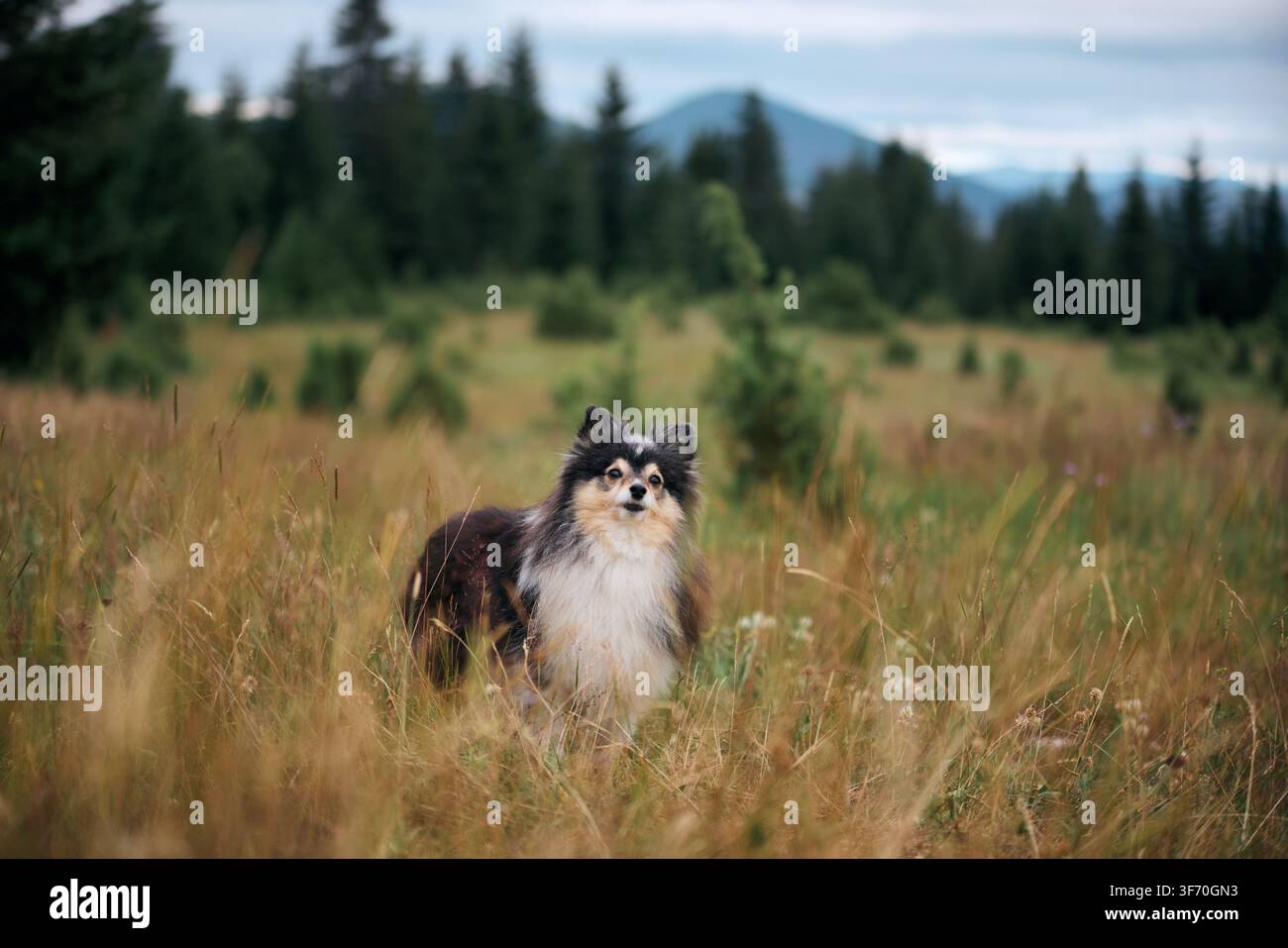 Un Shetland Sheepdog si trova tranquillo in un campo asciutto vicino al bosco. Lo sfondo sfocato suggerisce un ambiente montano fresco. Foto Stock