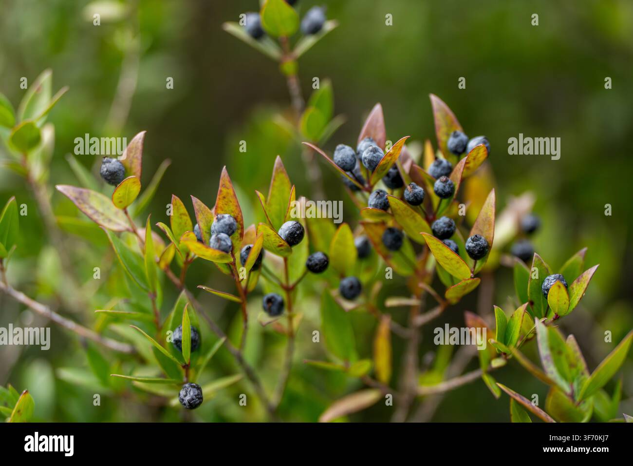 Prima piano di una pianta selvatica con grappoli di piccole bacche blu scuro e foglie verdi, sfondo botanico naturale dettagliato Foto Stock