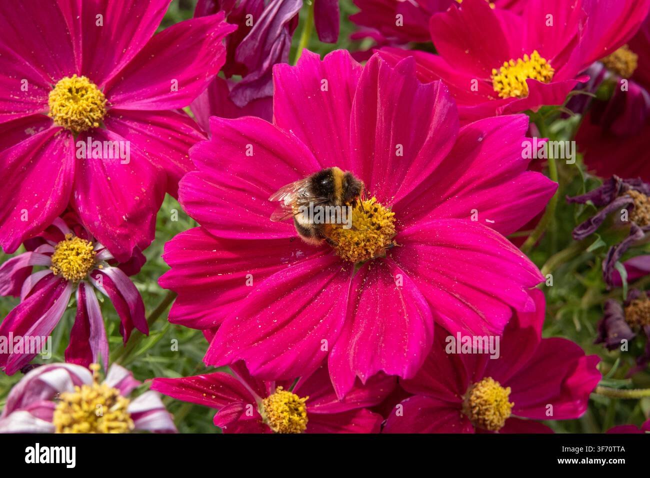 Api e polline su un fiore rosa Foto Stock
