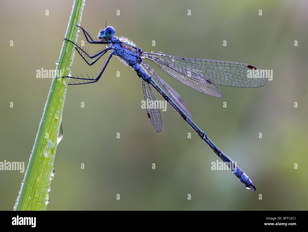 Libellula smeraldina che riposa su un filo d'erba Foto Stock