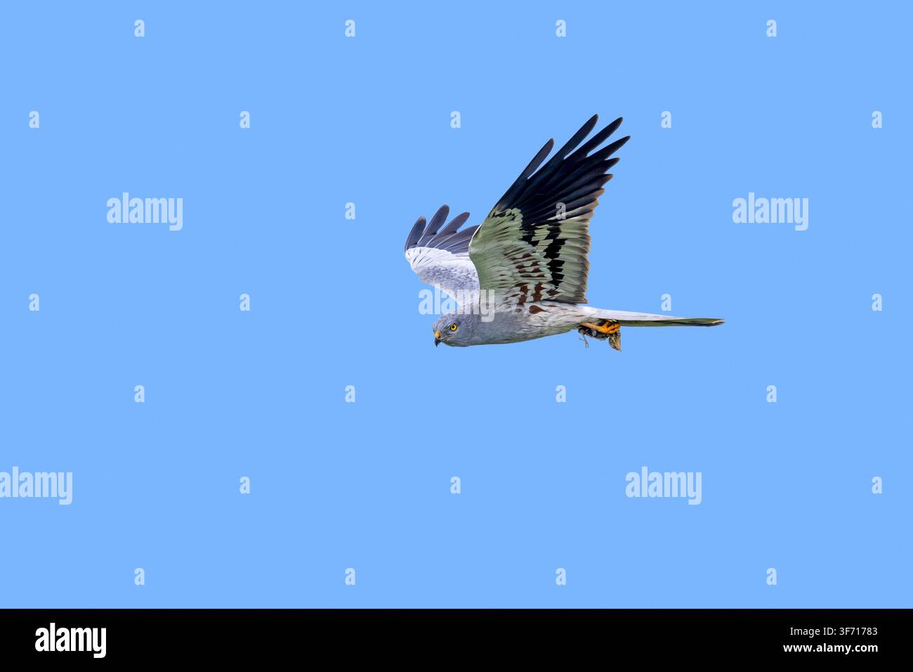 Albanella di Montagu (Circus pygargus) maschio adulto con una preda di pulcino di uccello nelle sue zampe, che vola contro il cielo blu in primavera Foto Stock