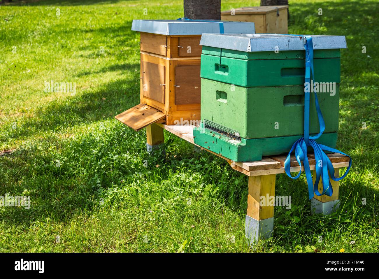 Due api colorate sono posate su un supporto di legno in un prato verde e soleggiato Foto Stock