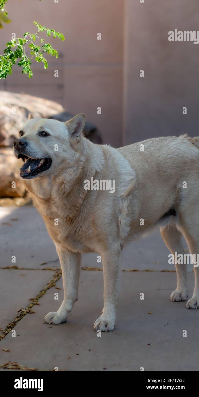 Un cane marrone e bianco con la bocca aperta si trova vigile su un patio di pietra, illuminato da una luce solare screziata sotto un fogliame verde. Foto Stock