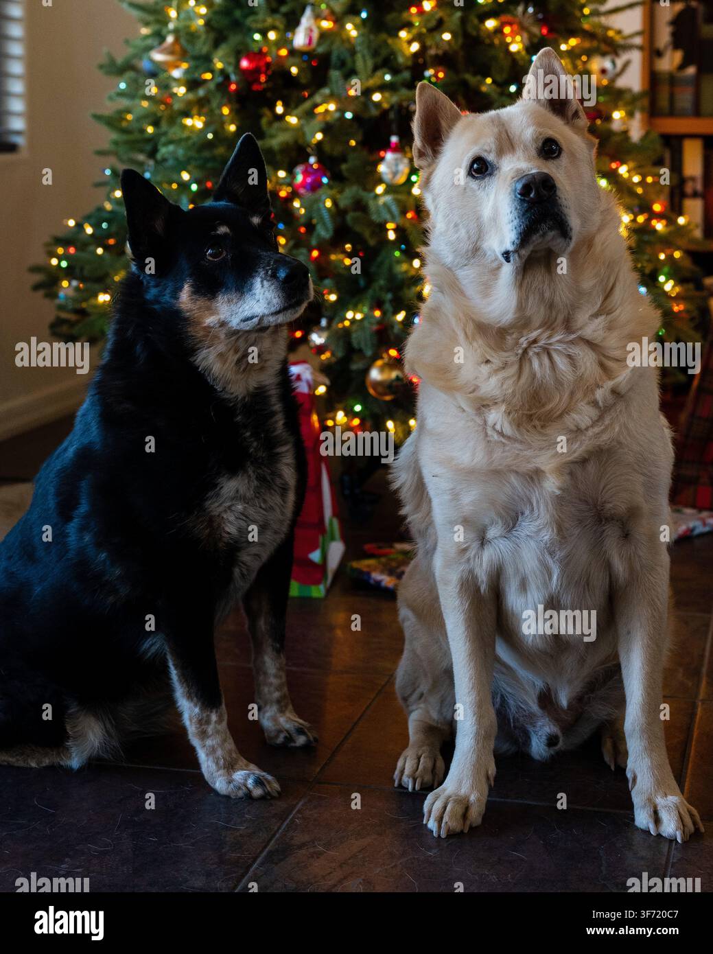 Un cane nero e marrone e un cane dal mantello dorato sono seduti fianco a fianco e guardano verso l'alto davanti a un albero di Natale illuminato e decorato. Foto Stock