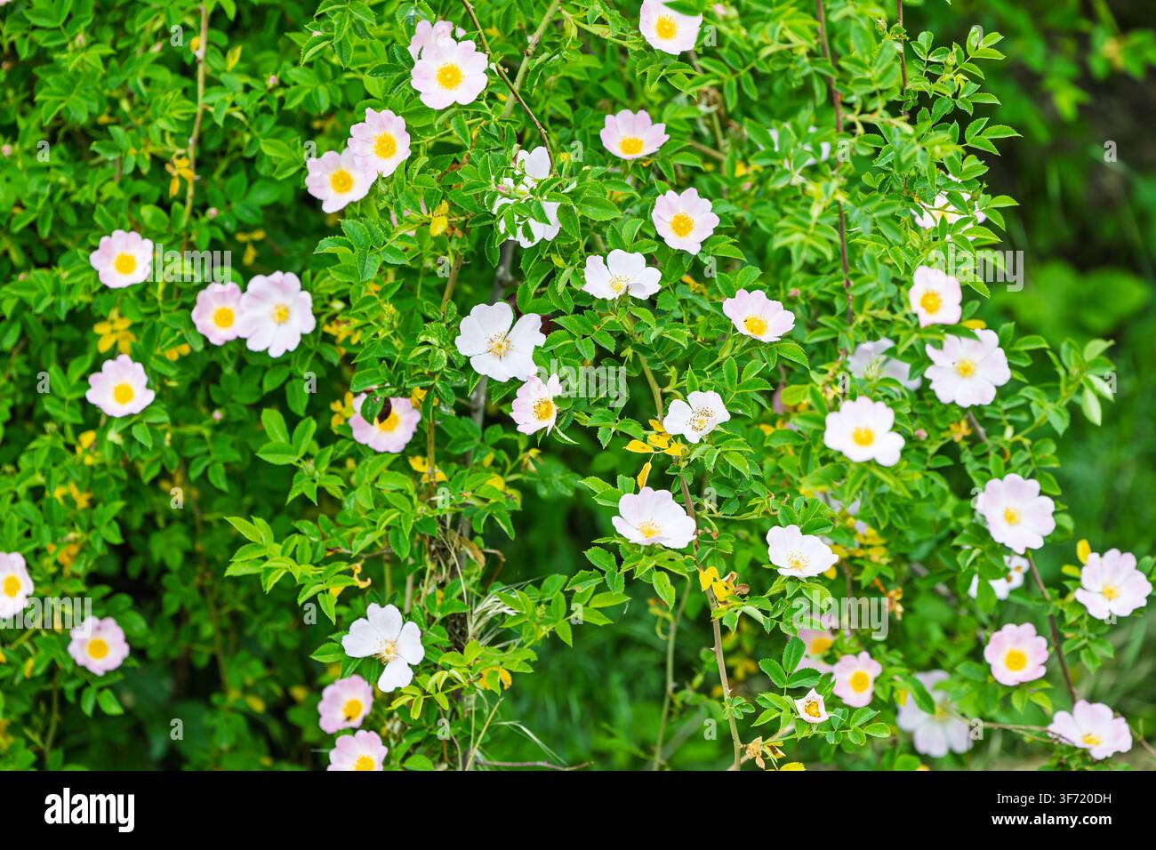 Delicati rose selvatiche con centri giallo brillante ricoprono un rigoglioso arbusto verde in primavera, offrendo una scena floreale fresca e romantica ideale per il giardino, la natura Foto Stock