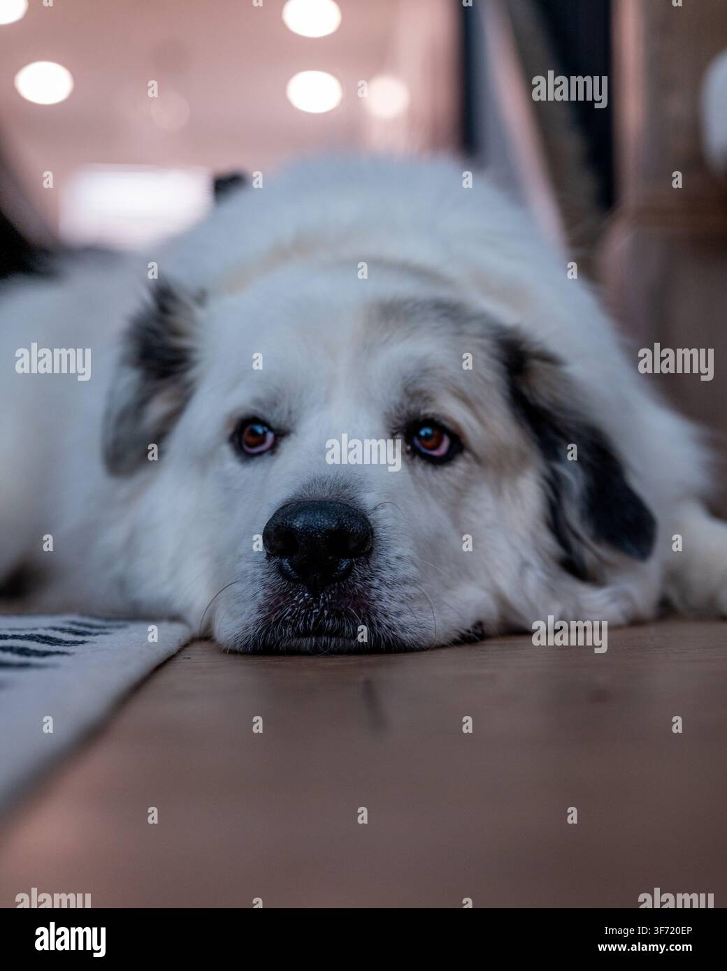 Un grosso cane soffice giace su un pavimento di legno appoggiando il mento a terra mentre guarda direttamente la fotocamera. Foto Stock