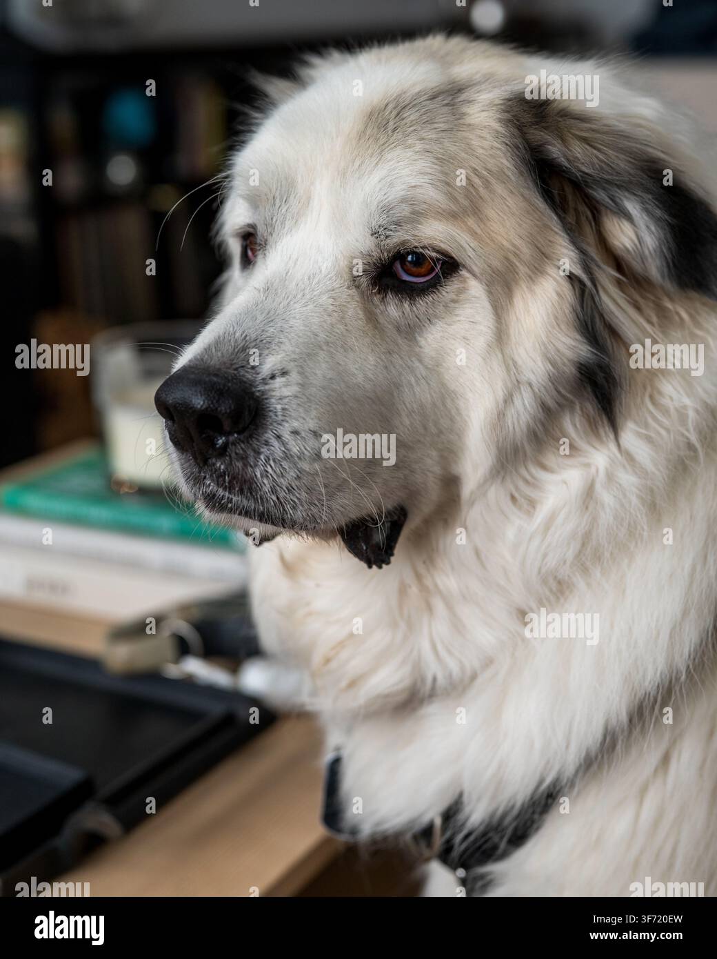 Un cane soffice bianco e grigio fissa fuori campo in un primo piano con uno sfondo interno leggermente sfocato. Foto Stock