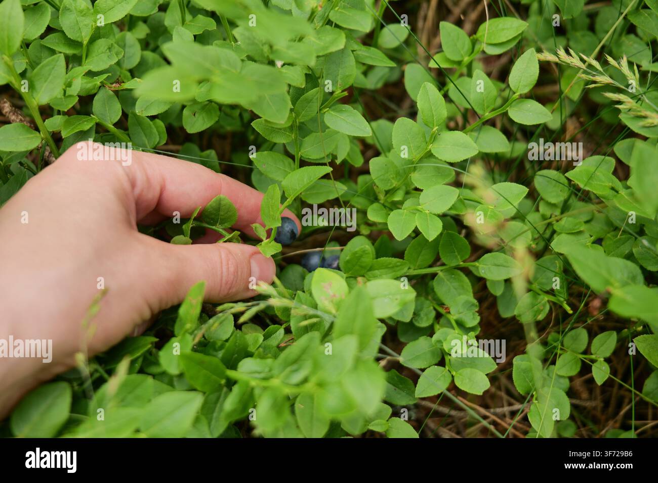 Mano di donna che raccoglie mirtilli selvatici Foto Stock