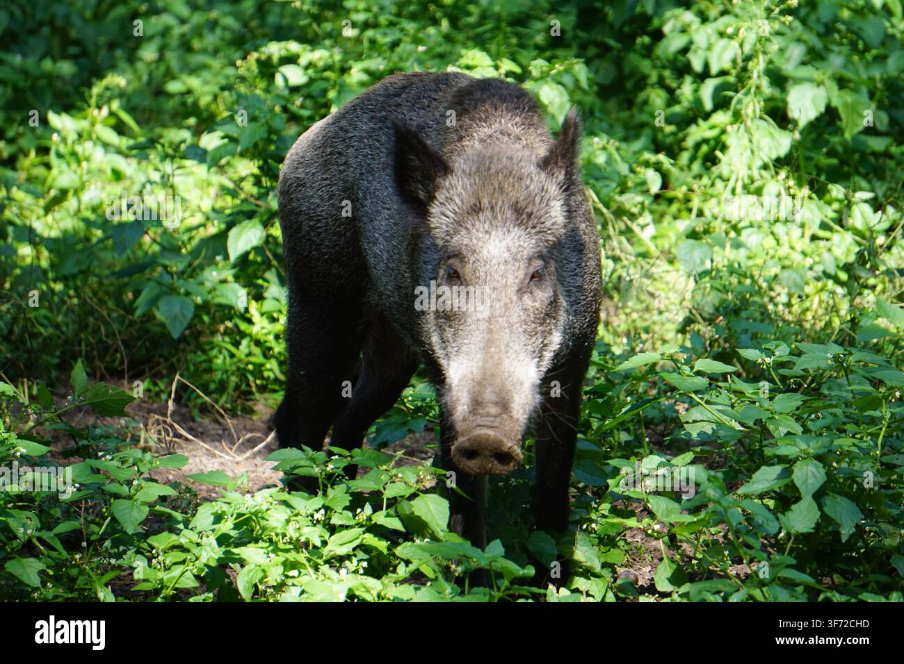 Immagine frontale di una cagna di cinghiale eurasiatico (Sus scrofa), nascosta tra i cespugli del Tegeler Forst, una foresta a Berlino, Germania Foto Stock