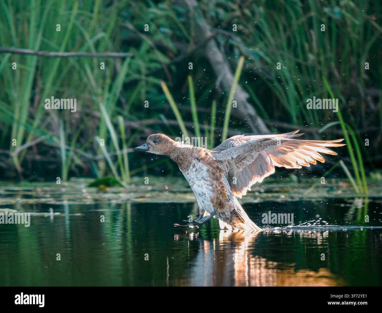 Scatto animaliero d’azione di un’anatra reale che atterra su un lago con le ali aperte e gocce d’acqua. Luce di controsole di una mattina soleggiata, sfondo di canne verdi, spazio di copia. Concetto di velocità e libertà. Luce del tramonto Foto Stock