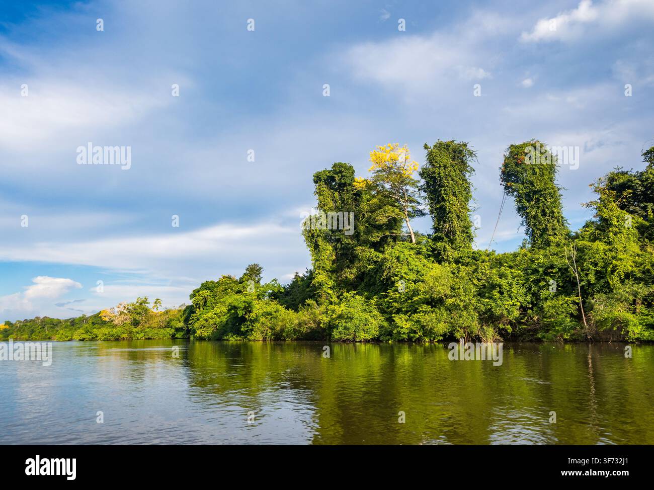 Foresta incontaminata lungo il Rio Aripuanã, un affluente del Rio Madeira nel bacino amazzonico. Amazonas, Brasile. Foto Stock